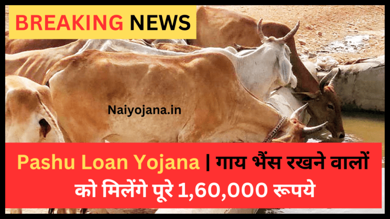 Pashu Loan Yojana | गाय भैंस रखने वालों को मिलेंगे पूरे 1,60,000 रूपये